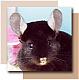   :meow: