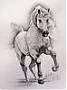 الصورة الرمزية black horse