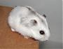   the hamsters is my love