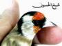 الصورة الرمزية شيخ الحسون1