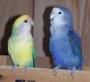 الصورة الرمزية love^^bird