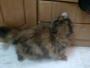 الصورة الرمزية Persian cat