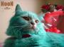الصورة الرمزية NooN