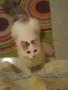   my cat soso