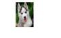   SEBERIAN HUSKY
