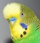  predatoros