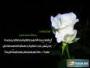 الصورة الرمزية عاشق الببغاء الدرة