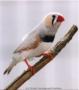   abdouzibra