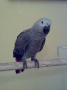 الصورة الرمزية golden parrot