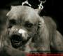 الصورة الرمزية Red_Nose