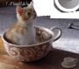 الصورة الرمزية يونس خان