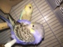 الصورة الرمزية beboooo